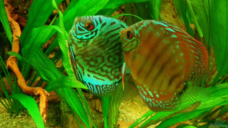 Brillianttürkis + Alenquer bei Eiablage 20.12.10 von ~Marco~ (67)