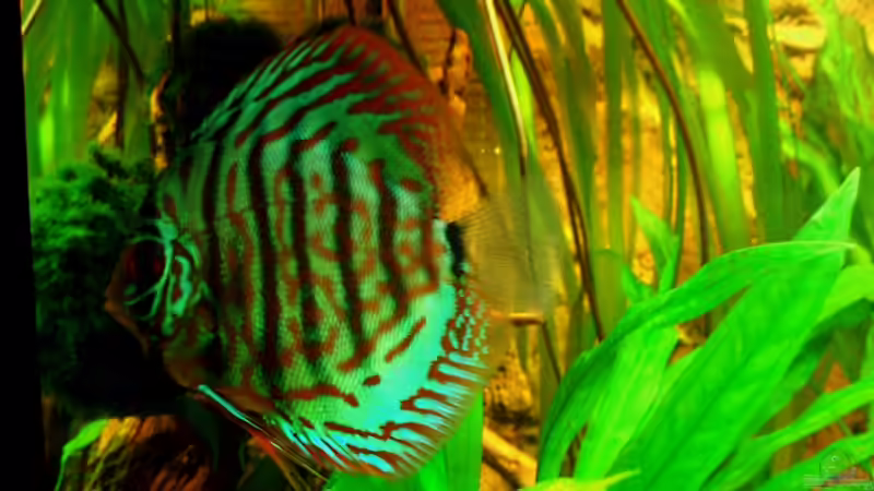 Brillianttürkis 19.12.10 von ~Marco~ (69)