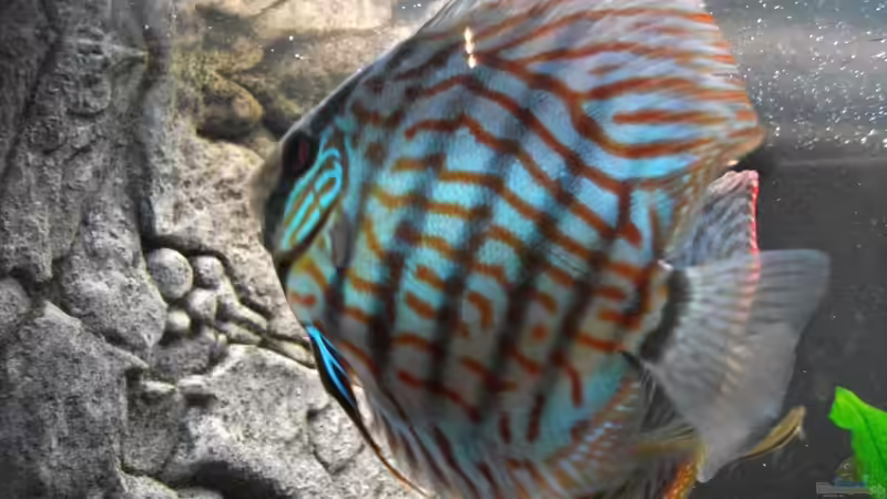 Brilliweibchen 03.09.2010 von Romer (21)