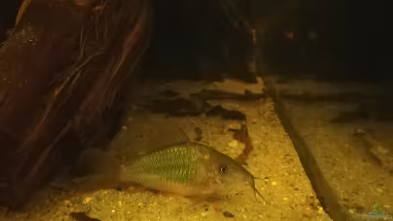 Brochis oder Corydoras: Neuzuordnung einzelner Arten