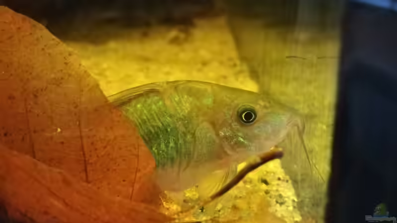 Brochis splendens, Smaragdpanzerwels von Daniel Krmr (18)