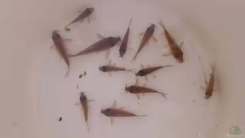 Aquarien mit Corydoras splendens (Einrichtungsbeispiele mit Smaragdpanzerwels)