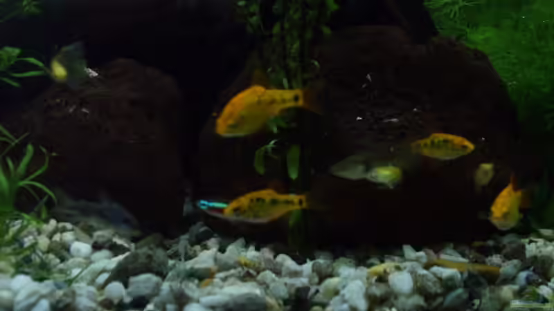 Brokartbarben von Silke Schlüter (7)