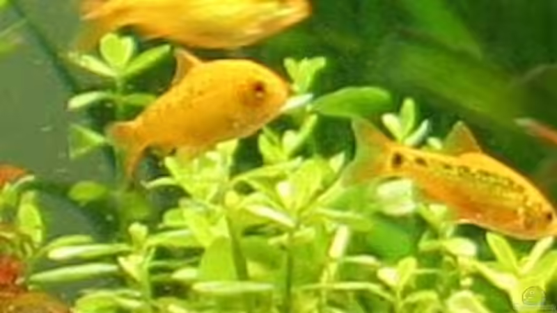 Einrichtungsbeispiele mit Brokatbarben (Puntius semifasciolatus)