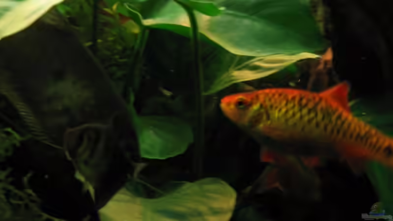 Brokatbarbe und Trauermantelsalmler von Danne86 (13)