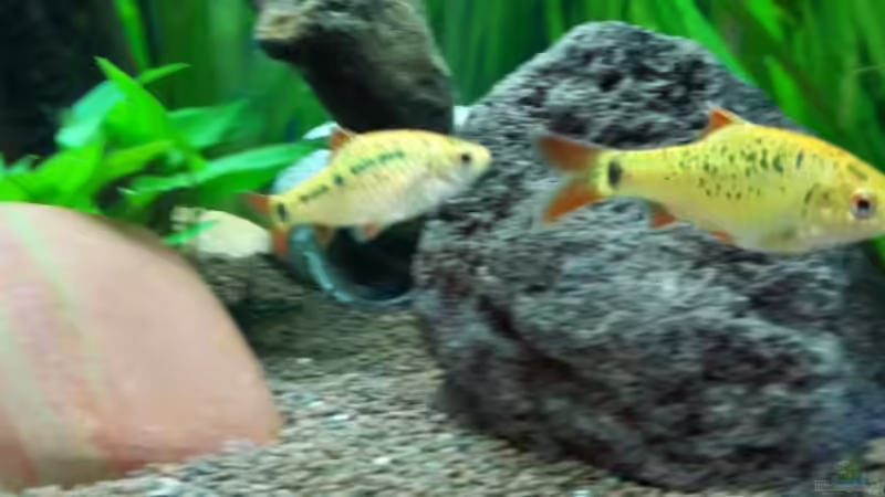 Brokatbarbe von Returner (9)