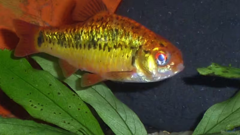 Brokatbarbe von Stefano83 (1)