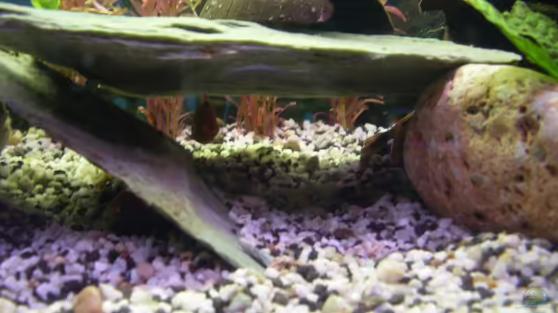 Brokatbarbe von Stefano83 (39)