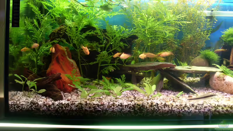 Brokatbarben (und Siamesische Rüsselbarbe) von Stefano83 (45)