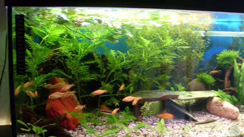 Brokatbarben (und Siamesische Rüsselbarben) von Stefano83 (43)