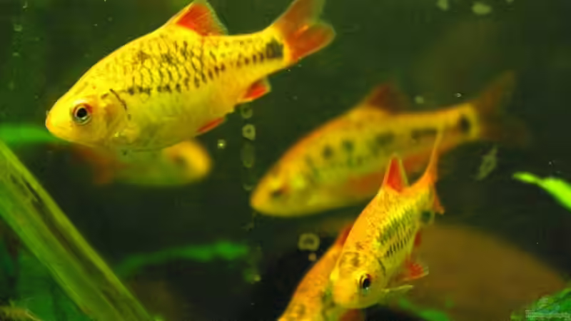 Brokatbarben von Andy_L (6)