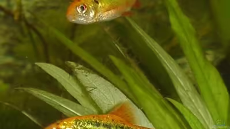 Brokatbarben von *Thorsten* (30)