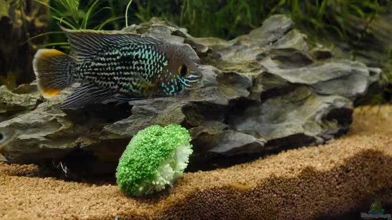 Brokoli der neue Favorit von Christof Engel (35)