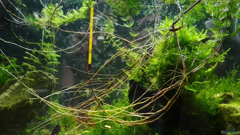 Brombeerwurzeln von paris (21)