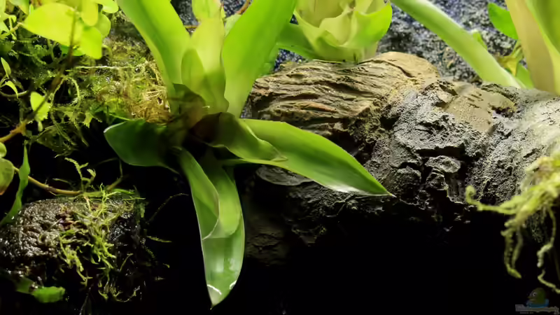 Bromelie von die Perle... (30)