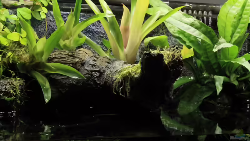 Bromelien von die Perle... (32)