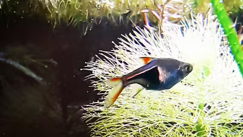 bronzeglanz am Abend von Glücksscherbe (30)