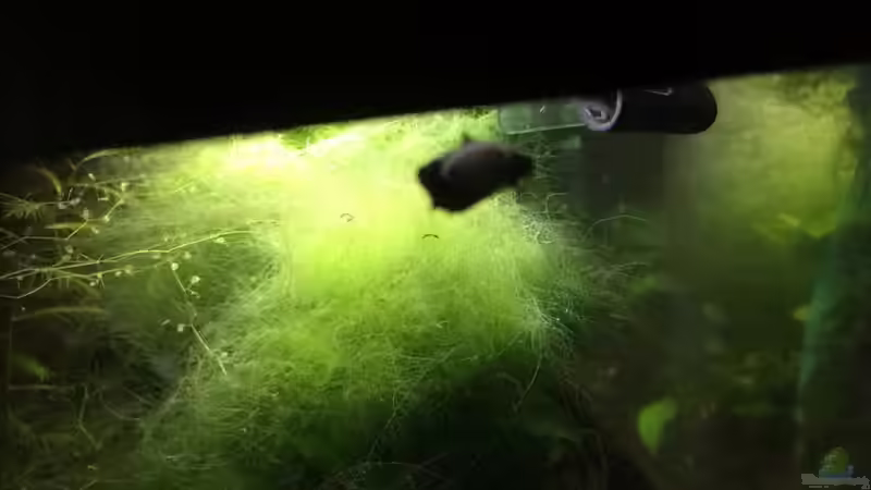 Brotia binodosa - Lebendgebärende Schnecken (getrennt geschlechtlich) von Helga Kury (27)