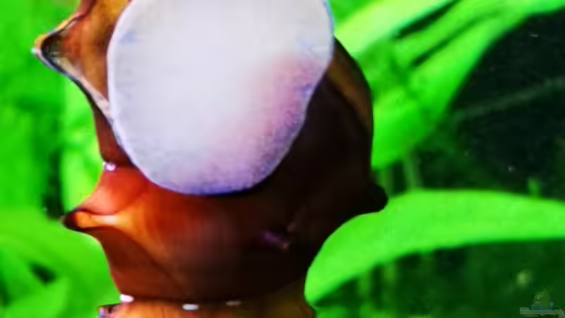 Brotia pagodula von Heike Fuchs (35)