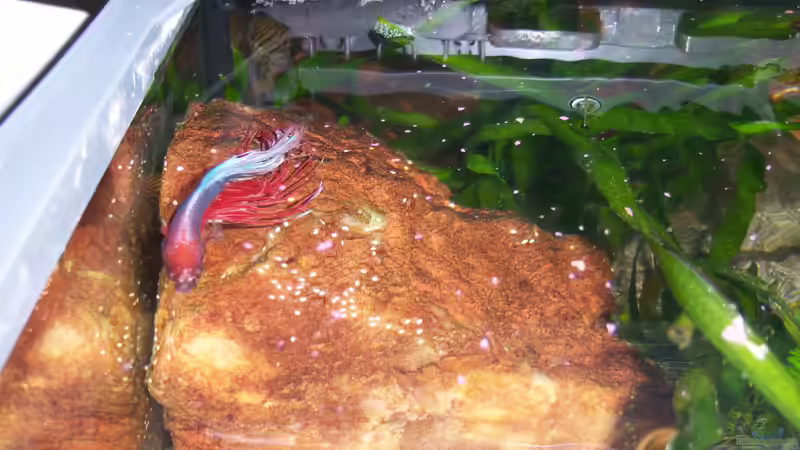 Bruce 12.07.2015 von Schratze (15)