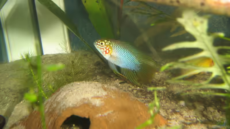 Bruce das Männchen von chrisi01 (18)