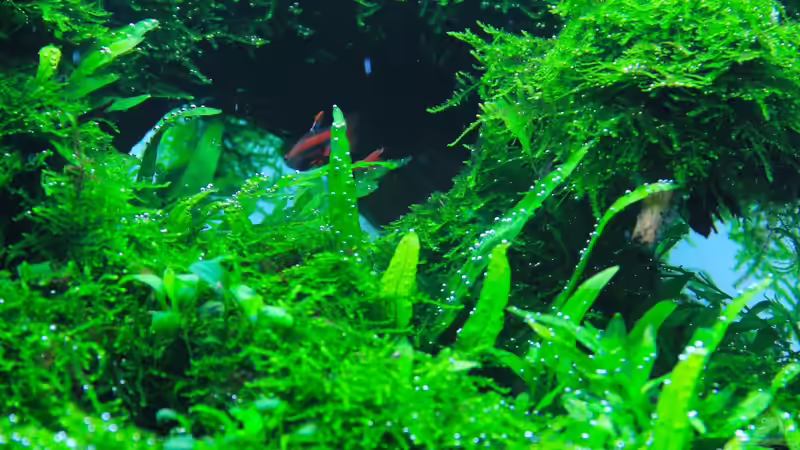 Brücke 2 von disco-d (13)