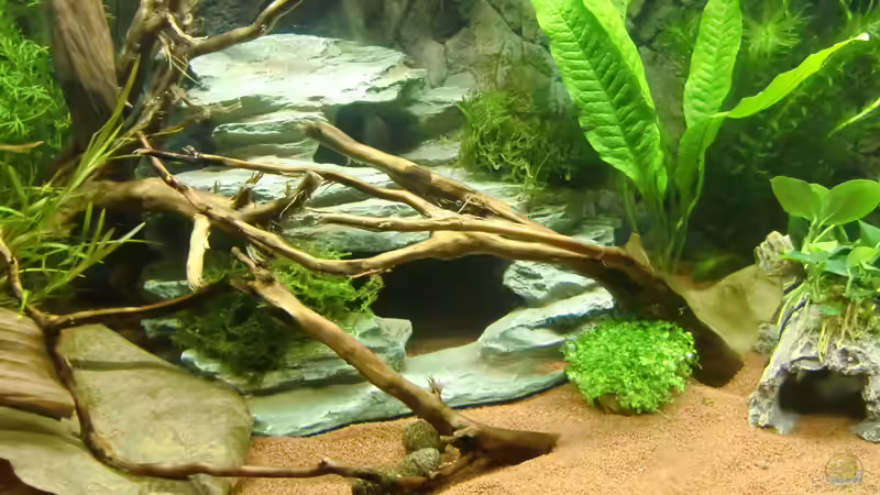 Brücke von HOTU (26)