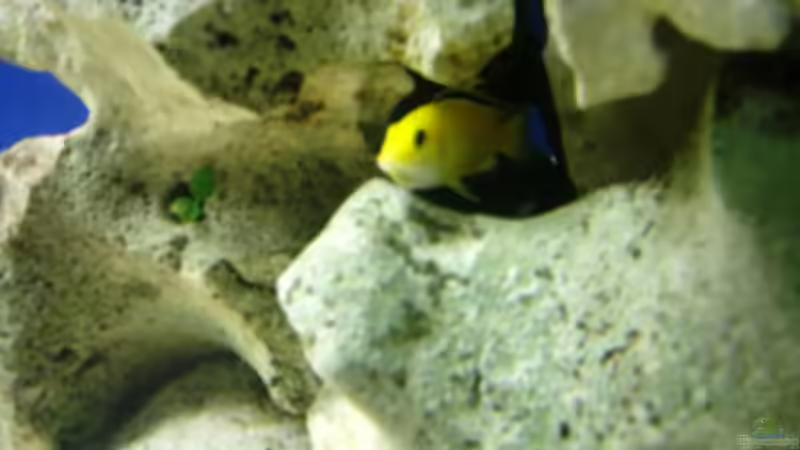 brühtendes yellow weibchen von chrismalawifan (26)