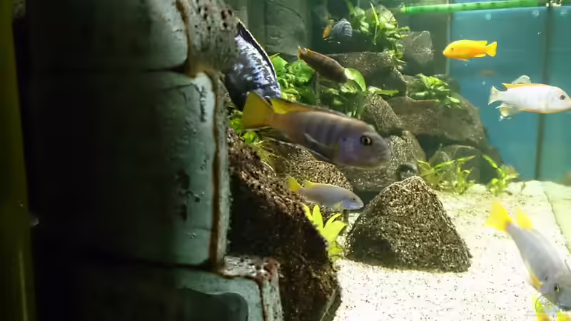 brütendes Ps. elongatus Weibchen von Sven 76 (14)