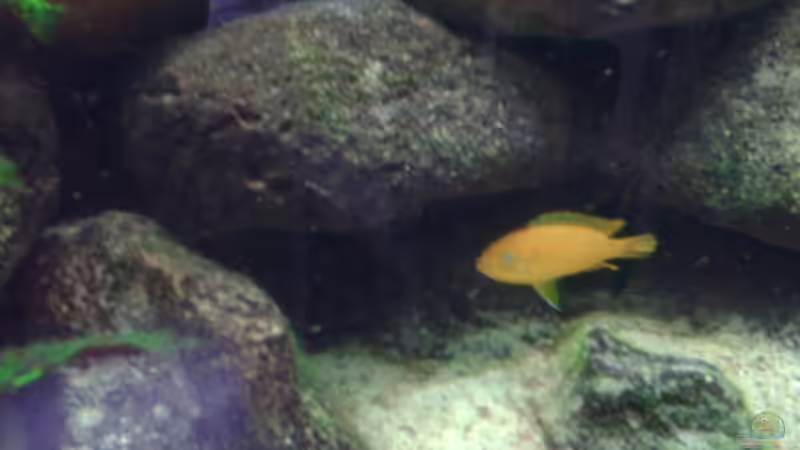 brütendes Ps. msobo magunga Weibchen von Jens Szymaniak (14)