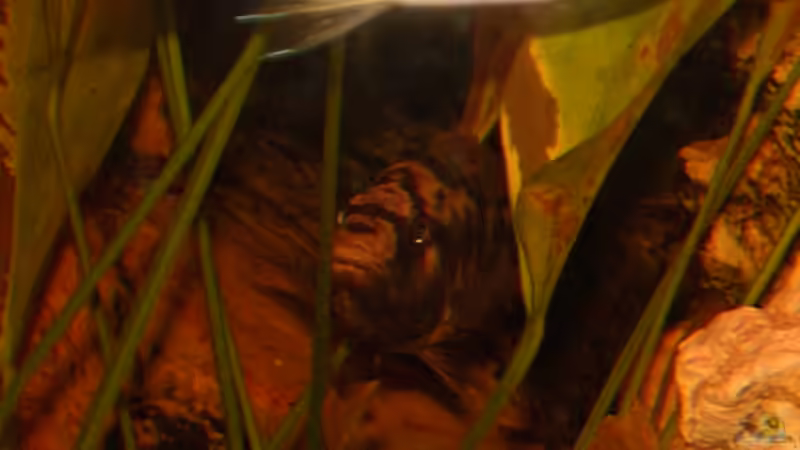 Bruettendes Livingstonii, ein Ei kann man erkennen ;) von mr.boomBASCHTIc (10)