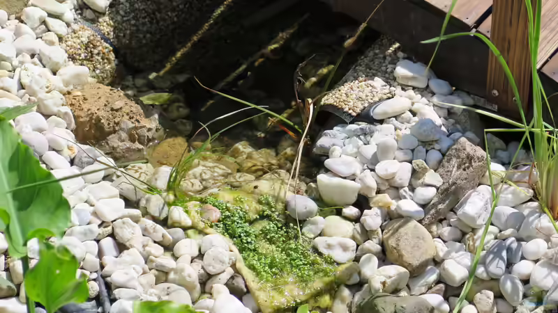 Brunenkresse und Wollgras im Bachlauf von Thomas Limberg (16)