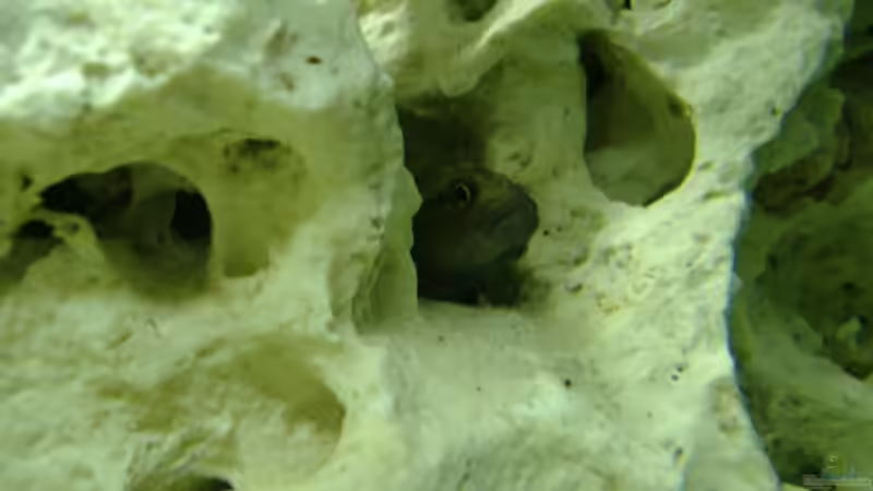 Brunhild (Weibchen) von Michael Dölle (6)