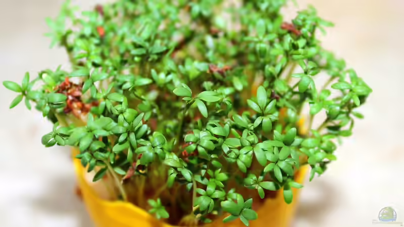 Brunnenkresse - Schärfe aus klarem Wasser