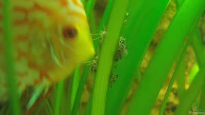 BRUT die 2te Action;-) von PH Neutral (28)