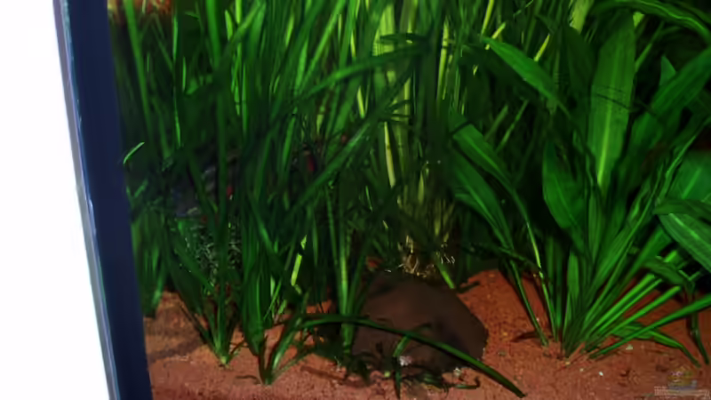 Bruthöhle meiner Purpurprachtbarsche 20.12.09 von ~Marco~ (30)