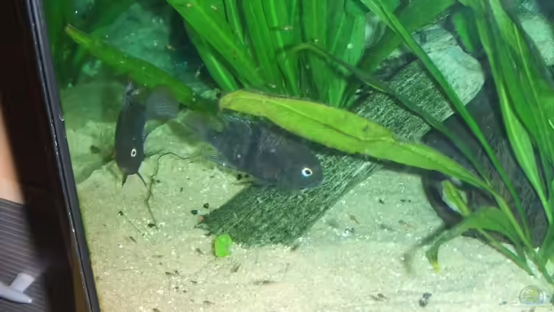 Bruthöle von Melanie Burkhard (8)