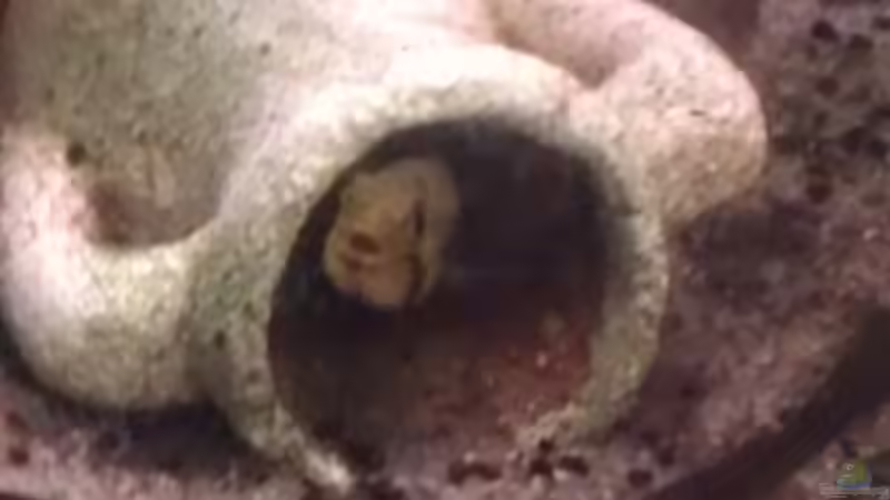 Brutpflege bei den Kakadus :)  von Tobi L. (25)