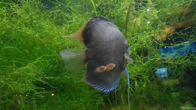 Brutpflege beim Diskus - Wie die faszinierendsten Cichliden ihre Jungen großziehen