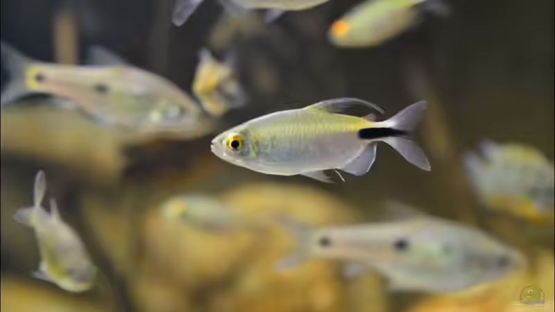 Brycinus longipinnis von Didi (25)