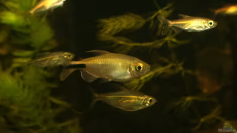 Brycinus longipinnis von Stanislav Kislyuk (14)