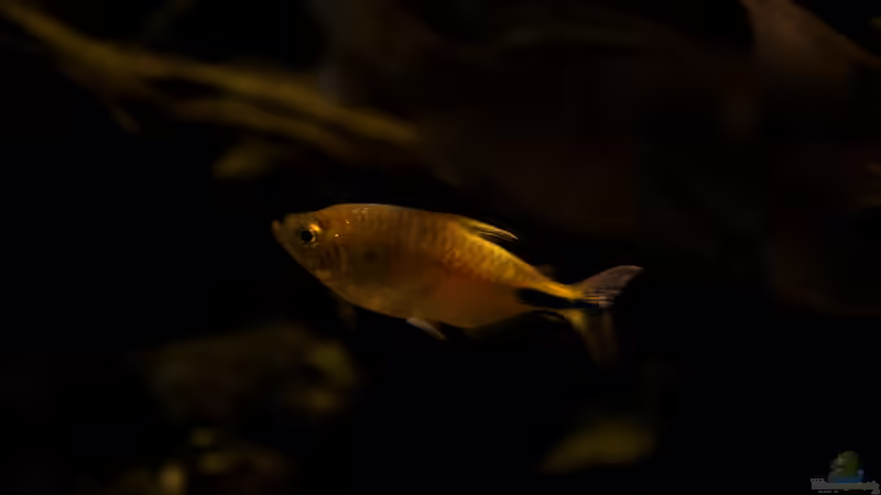 Brycinus longipinnis von Stanislav Kislyuk (32)