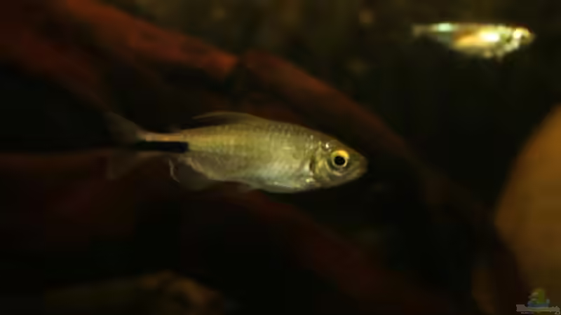 Aquarien mit Brycinus longipinnis (Langflossensalmler)
