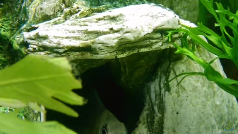 BSBB in der Höhle von z0oL (14)