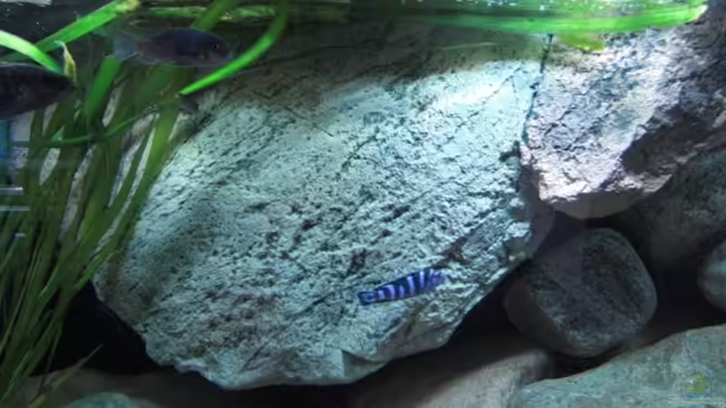 BTN Modul von Andre Walz (7)