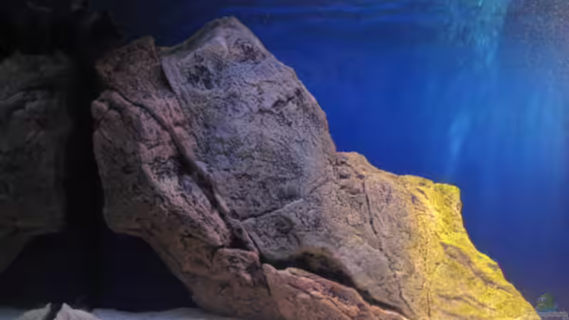 BTN Module von Simmal (6)