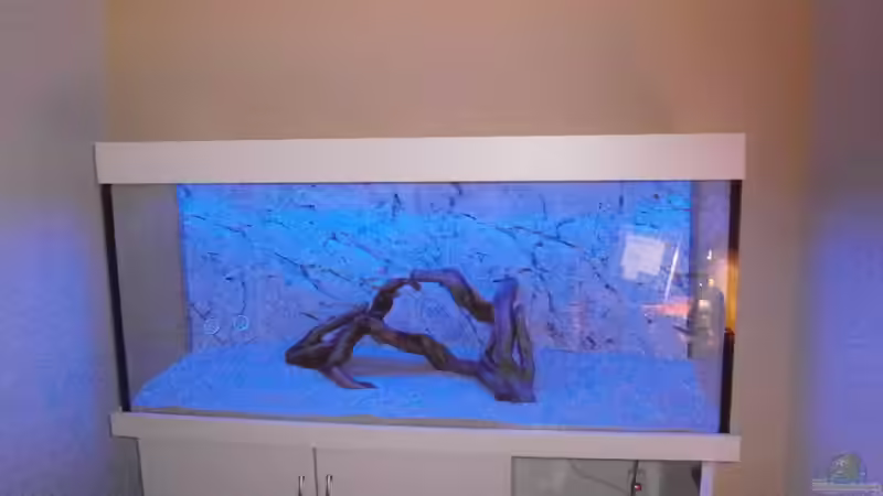 BTN-Rückwand verklebt,Sand drinn und Wurzeln positioniert von Uwe W (12)