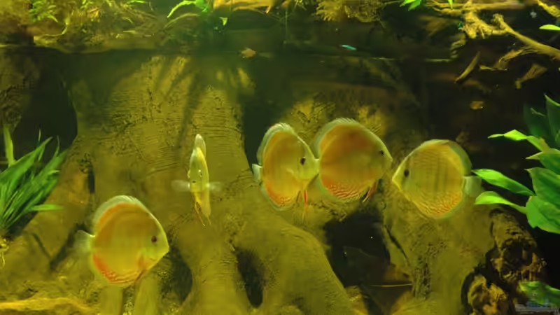 BTN-Wurzelteile mit Mangrovenwurzeln von Horst Sander (15)