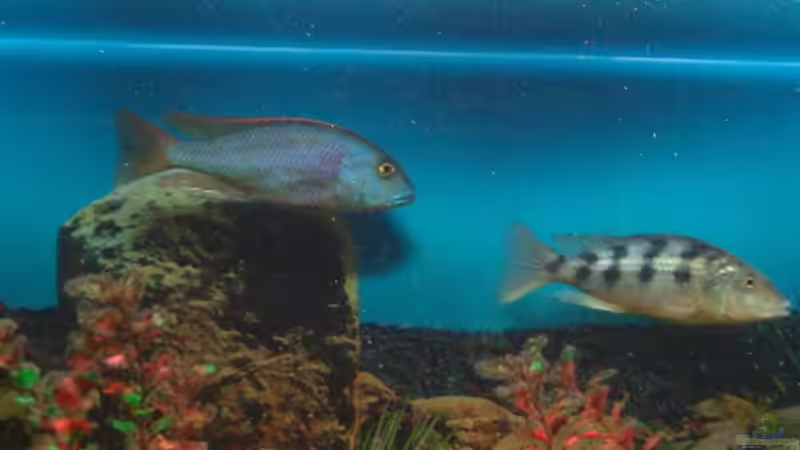 Bucco + Fosso von Fabian S. (13)