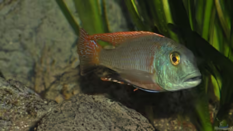 Buccobock Bild Lars Schnabel von Crenii (50)